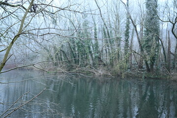 tree on a foggy winter day
