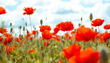 Obraz premium Vibrant Red Poppy Field Summer Landscape Photography
