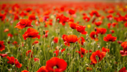 Fototapeta premium field of red poppies