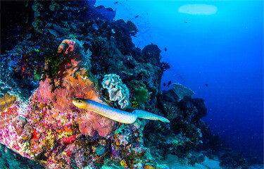 Underwater scene with sea snake. Underwater life view