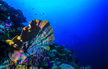 Sea sponge underwater. Underwater sea sponge view