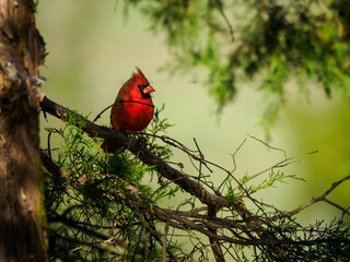Cardinal in Cedar