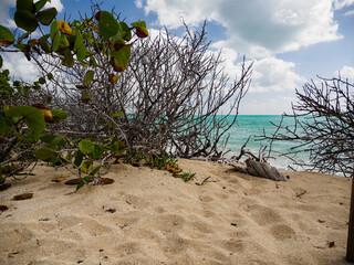 Leaves and trees at Sandy Point Beach