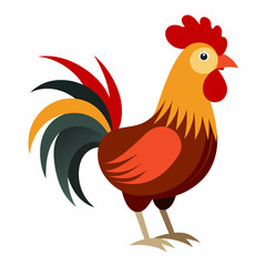 rooster isolated on white background