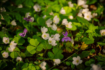 White anemone flowers growing in spring forest, natural seasonal background