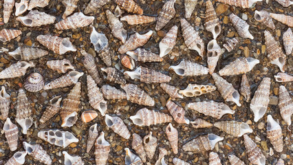 seashell photo for background decoration