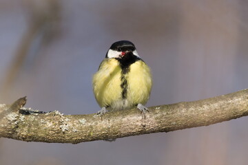 Parus major aka great tit perched on the tree branch with bloody injury. Common bird in Czech republic.