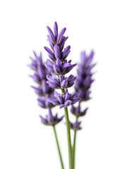 Obraz premium A cluster of lavender flowers with detailed purple petals, isolated white background.