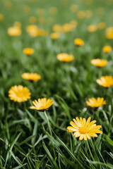 Obraz premium Yellow flowers in the grass.