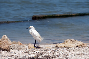 White Egret by the Shoreline