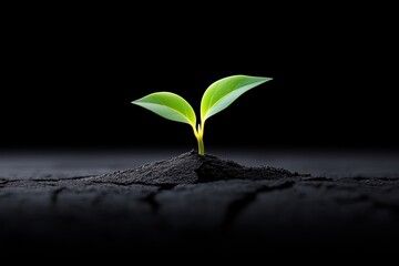 Single green sprout emerging from black soil on a dark background. concept of growth and new beginnings