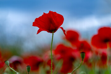 red poppy flower