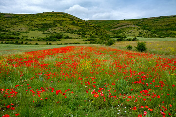 field of poppies
