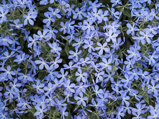 Blue phlox flowers. Wallpaper. Macro