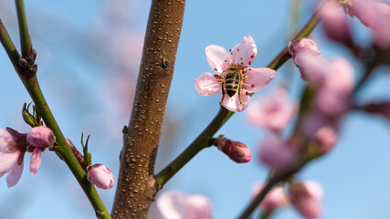 European honey bee. The insect collects nectar. spring flowers of peach on a branch with pink petals, with yellow pollen. close-up, delicate flowers on a branch in the garden © Oleksandr Filatov