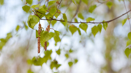 Birch. the tree comes alive in spring. Close-up of birch catkins in a spring park, allergic to pollen of spring flowering plants. birch buds in spring, on a branch, natural background. green leaves