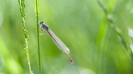 Enallagma cyathigerum. blue dragonfly on a meadow flower. Close-up dragonfly with big eyes sits on a green grass, field plant. natural blurred green background. macro nature. insect predator