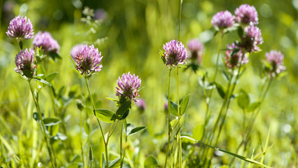 Red Clover, Trifolium pratense, in a typical meadow environment. delicate flower, on a light green natural background. macro nature. wild flower. pink clover, flower in the field. close-up