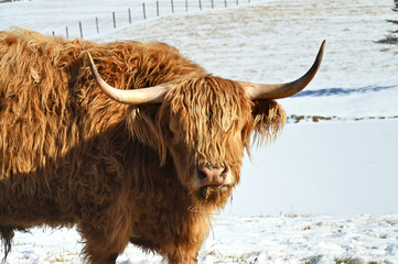 A shaggy long-haired Scottish Highland cow with horns in a field with snow