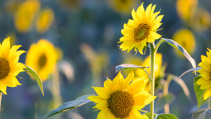 sunflower. Yellow sunflowers, good harvest, bright sunny flower. farming, vegetable garden, field,...