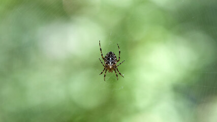 Araneus Diadematus, a European garden spider or crusader spider, sits on a web. green background, bokeh, close-up, with selective focus. they can be found in forests and gardens. small predator