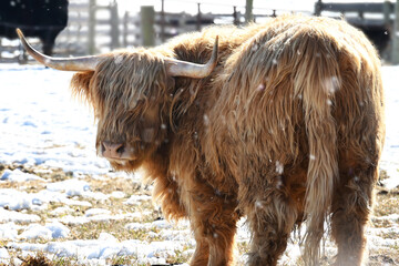 A shaggy long-haired Scottish Highland cow with horns in a field with snow