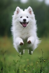Fototapeta premium Playful white dog jumping high with joy in a green meadow