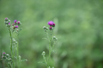 Carduus. Silybum marianum. wild flower. medicinal plant. isolated on natural green background. close-up. summer time, flowering period, herb season. thorny plant. bright flower, wild thistle