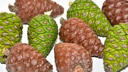 photos of pine cones on a white background.
