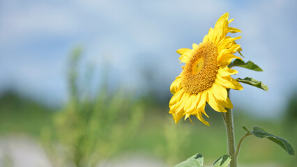sunflower. Yellow sunflowers, good harvest, bright sunny flower. farming, vegetable garden, field,...