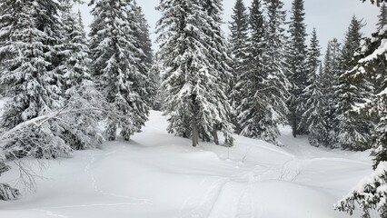 Fototapeta premium Snow-covered forest landscape with pine trees and tracks on the ground during winter season