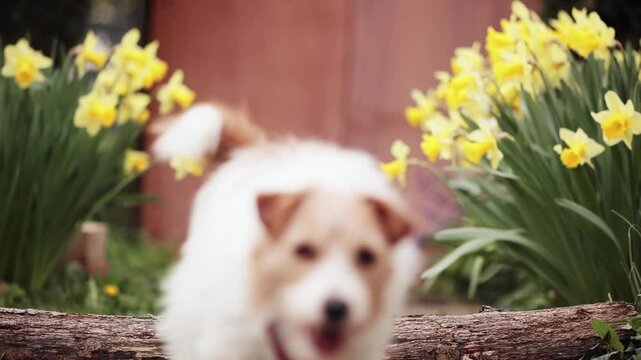 Cute happy active pet dog running and jumping next to spring daffodil flowers. Springtime joy.