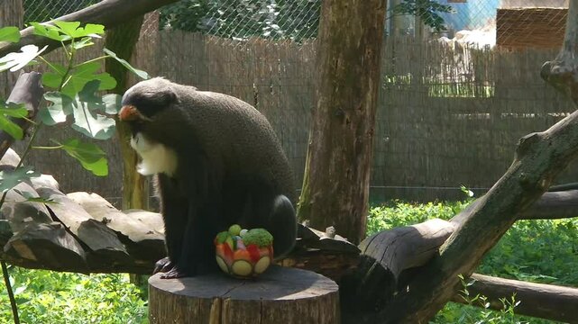 De Brazza monkey eats icecream, its scientific name is Cercopithecus neglectus