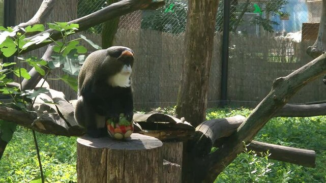 De Brazza monkey eats icecream, its scientific name is Cercopithecus neglectus