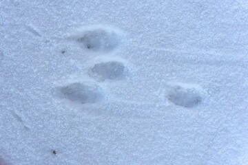 Hasenspuren im Schnee - Hasenpfoten