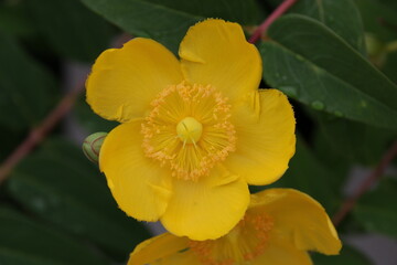 Great St. John's wort