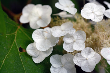 white flowers close up