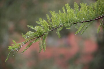 Branch with raindrops