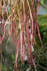 light pink plants close up