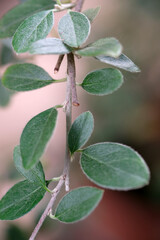 branch with small green leaves close-up