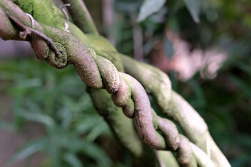 intertwined tree trunks close-up