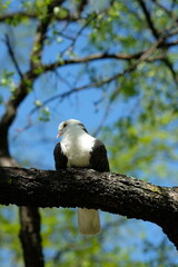 black and white dove on a tree branch