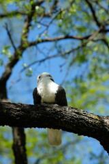 black and white dove on a tree branch