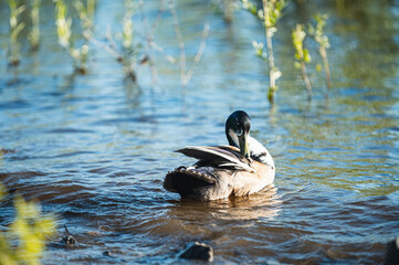 A male duck with vibrant plumage preening its feathers in calm water. The reflection and ripples create a serene natural atmosphere.