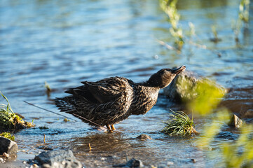 A female duck energetically splashing in shallow water, creating ripples. Its detailed plumage shines under the sunlight, surrounded by lush greenery.