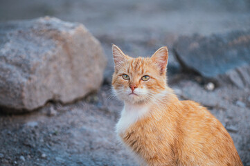 An orange tabby cat with white fur sitting upright outdoors, observing its surroundings. Vibrant colors and textures create a naturalistic feel.