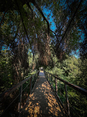 suspension bridge shrouded in beautiful greenery 