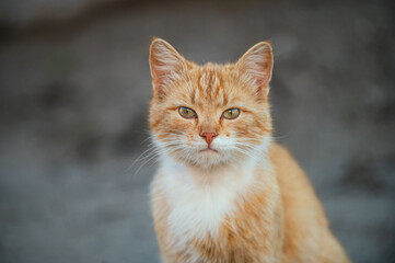 An orange tabby cat with white chest fur staring directly at the camera while sitting outdoors. Detailed textures of fur and dirt are visible.