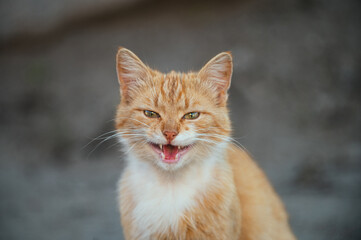 An orange tabby cat with white fur meowing while sitting on a dirt path. Its vibrant fur contrasts with the natural outdoor surroundings.