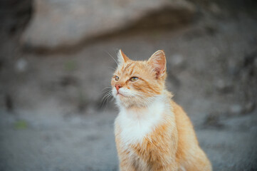 An orange tabby cat with white chest fur sitting on dirt ground, looking attentively to the side. Soft natural light highlights its fur texture.